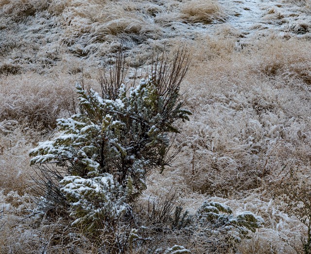 Snowy Shrub 19-9679.jpg